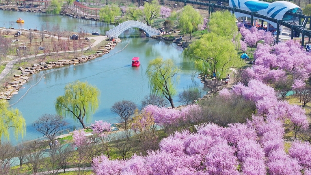 視頻 | 日入園12800人,！游客夢幻島暢游花海感受春光