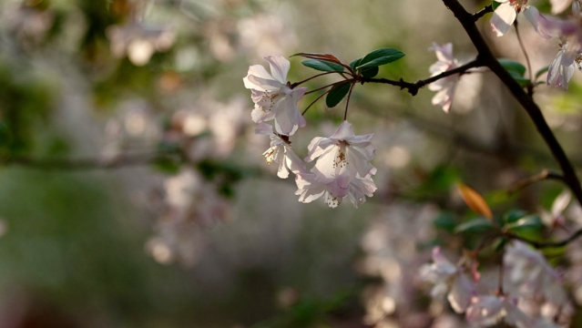 春暖花開(kāi)，市民健身休閑忙